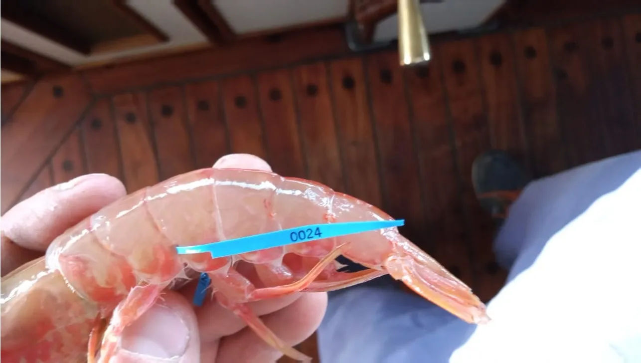 Encontraron el Primer Langostino marcado por el INIDEP