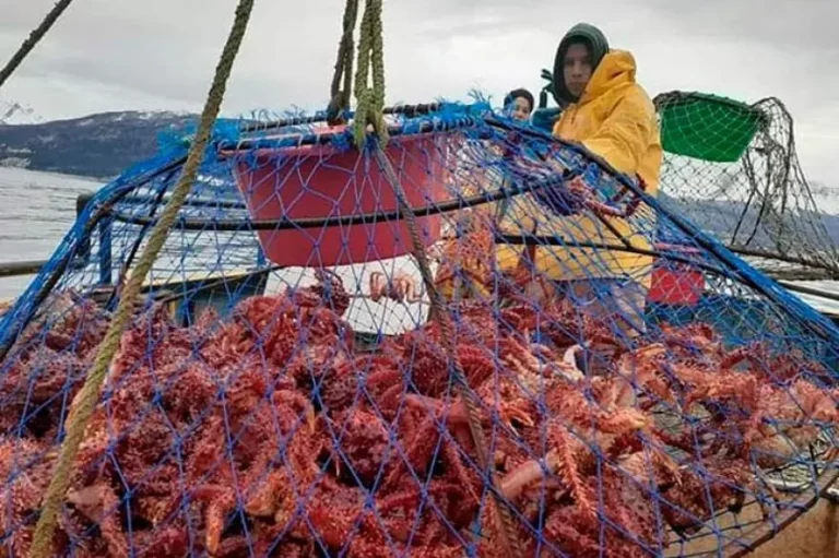 MSC otorg贸 la certificaci贸n definitiva para la centolla argentina