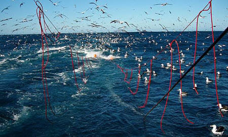 La CTMFM aprobó Plan de Acción Regional en defensa de aves marinas