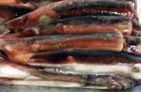 Menos descargas y menor tama帽o de calamar illex