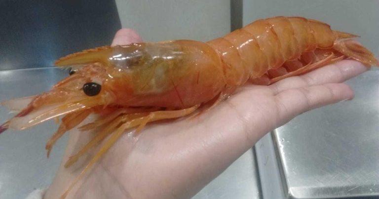 Langostino: primer trimestre, menor volumen de exportaciones, mayor precio