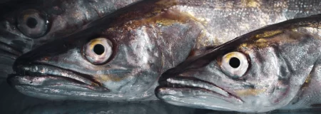 Parorama del Puerto: martes por la tarde