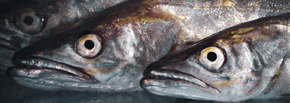 Parorama del Puerto: martes por la tarde