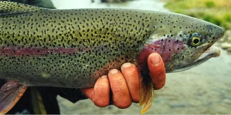 Se entona la Acuicultura. Argentina tiene mucho por crecer