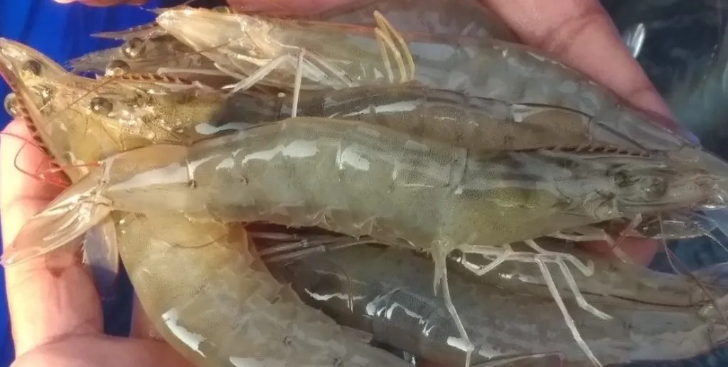 La producción de cultivo de langostino en 2022 será liderada por Latinoamérica