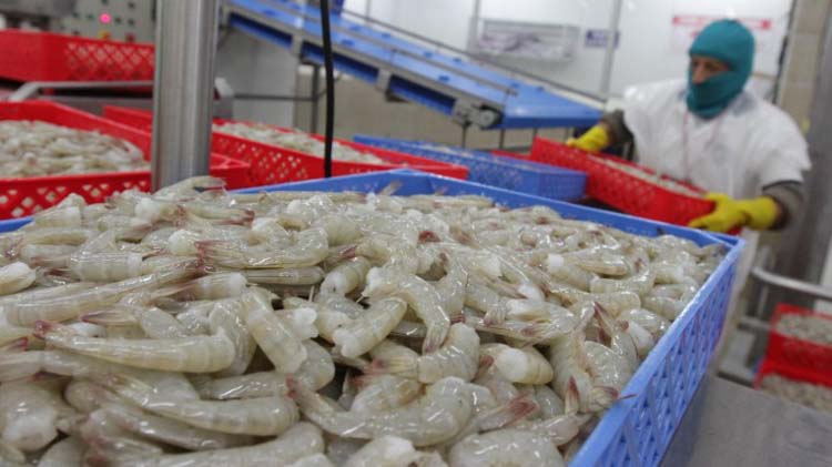 Fuerte impacto del Vannamei en el comercio mundial de langostino