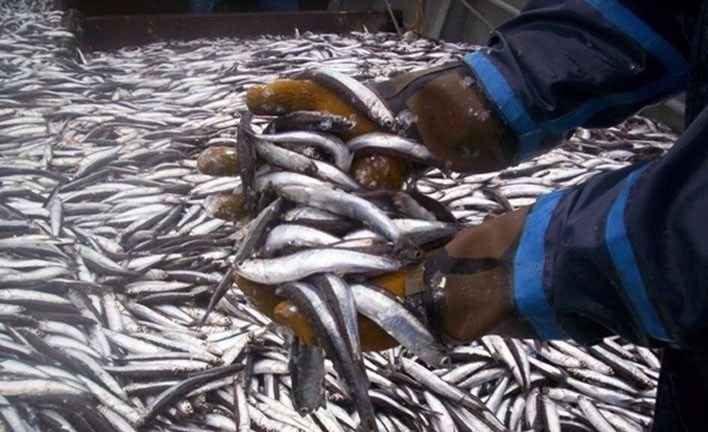Preocupante I. Pulgar abajo para la certificación MSC de la anchoíta bonaerense