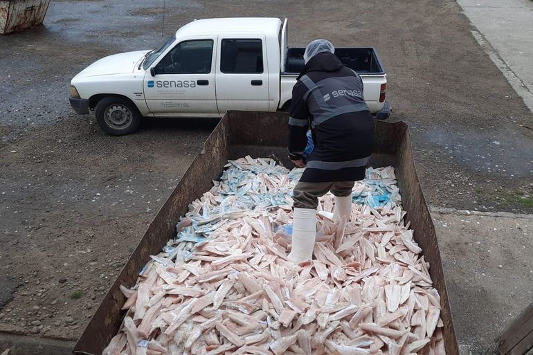SENASA decomisó merluza no apta para consumo humano en Comodoro Rivadavia y Mar del Plata