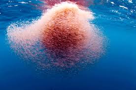 Chile avanza en desafíos y perspectivas futuras de los Recursos Vivos Marinos Antárticos