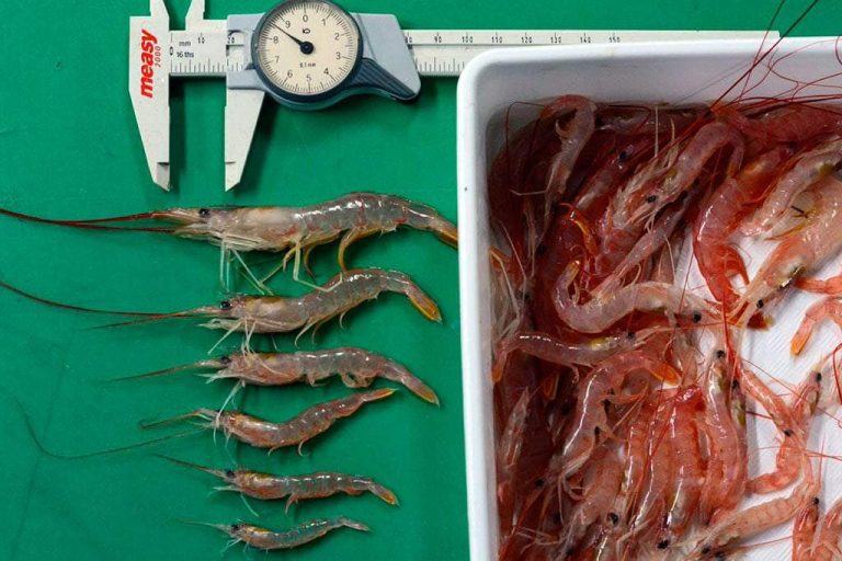 A partir de ma帽ana queda abierta la inscripci贸n para la prospecci贸n de langostino en aguas nacionales