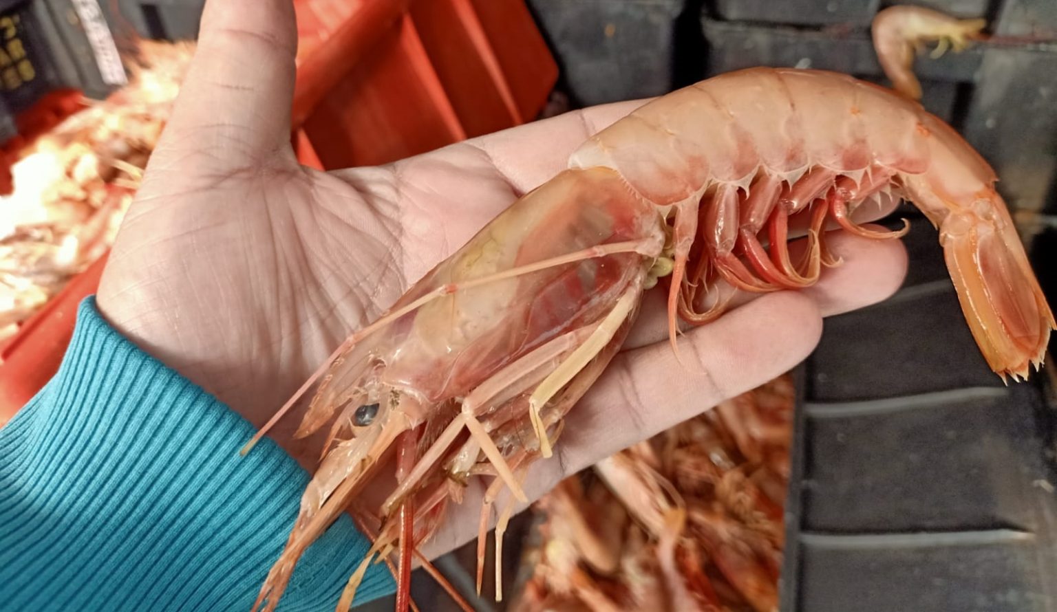 Langostino fresco, 955 toneladas descargaron en Mar del Plata producto de la apertura al norte del 42