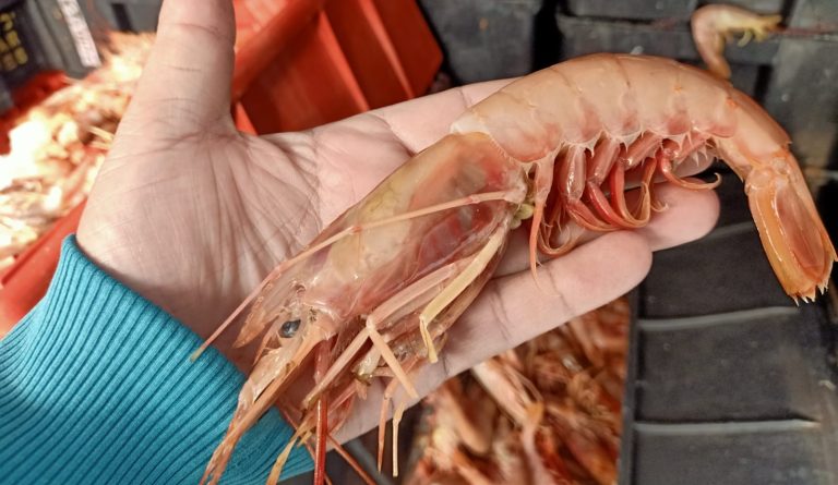 Con la apertura de la sub谩rea 12 queda oficialmente abierta la Temporada de Pesca de Langostino en Aguas Nacionales 2025