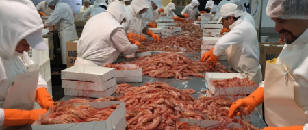 Langostino. En la última reunión del CFP habilitaron apertura para el dÃa 15 de abril próximo