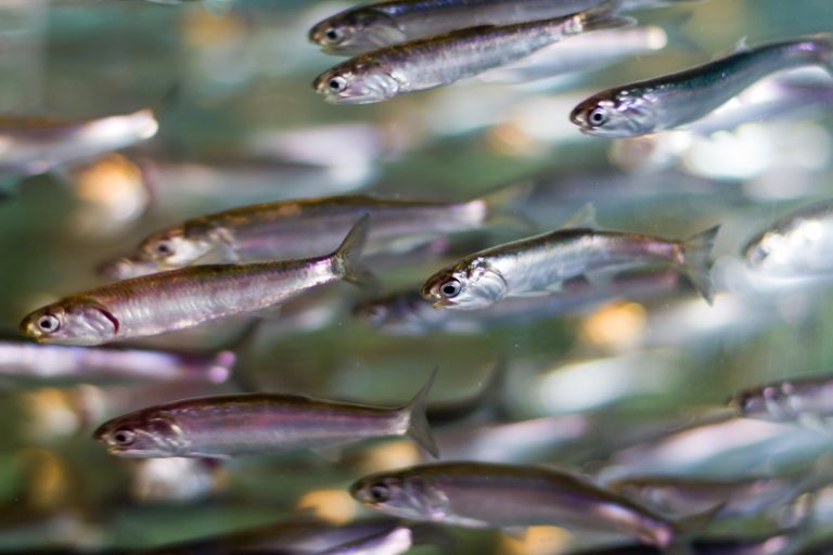 Campaña de investigación. El BIP Mar Argentino evalúa la biomasa de AnchoÃta bonaerense
