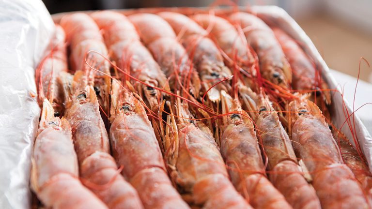 Hoy comienza una nueva prospecci贸n de langostino