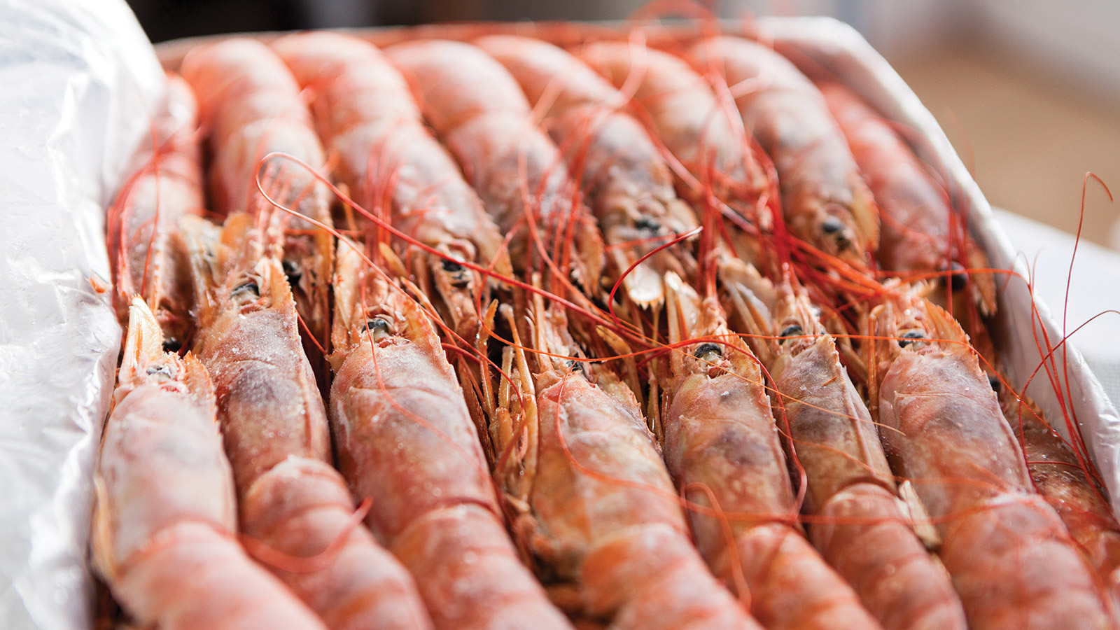 Hoy comienza una nueva prospección de langostino