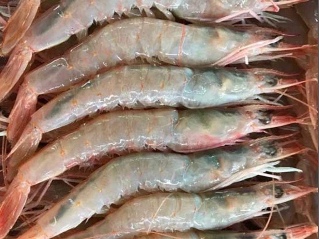 Dan mayor atributo al INIDEP para la apertura y cierre de 谩reas de pesca de langostino