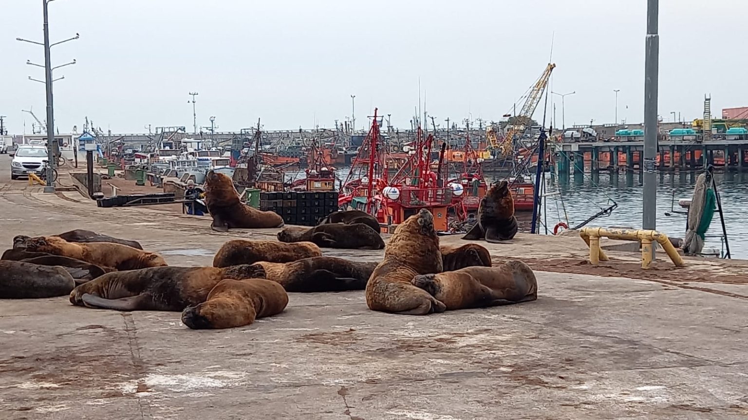 Monitorean la colonia de lobos marinos de Mar del Plata