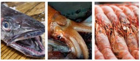 Descargas de Merluza, Calamar y Langostino