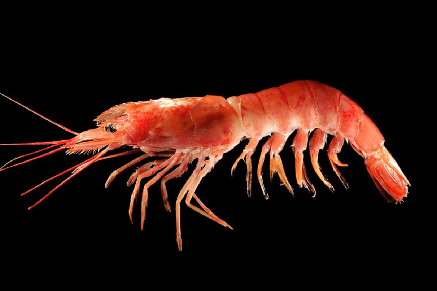 Langostino. Suspenden subárea 7 por quince días