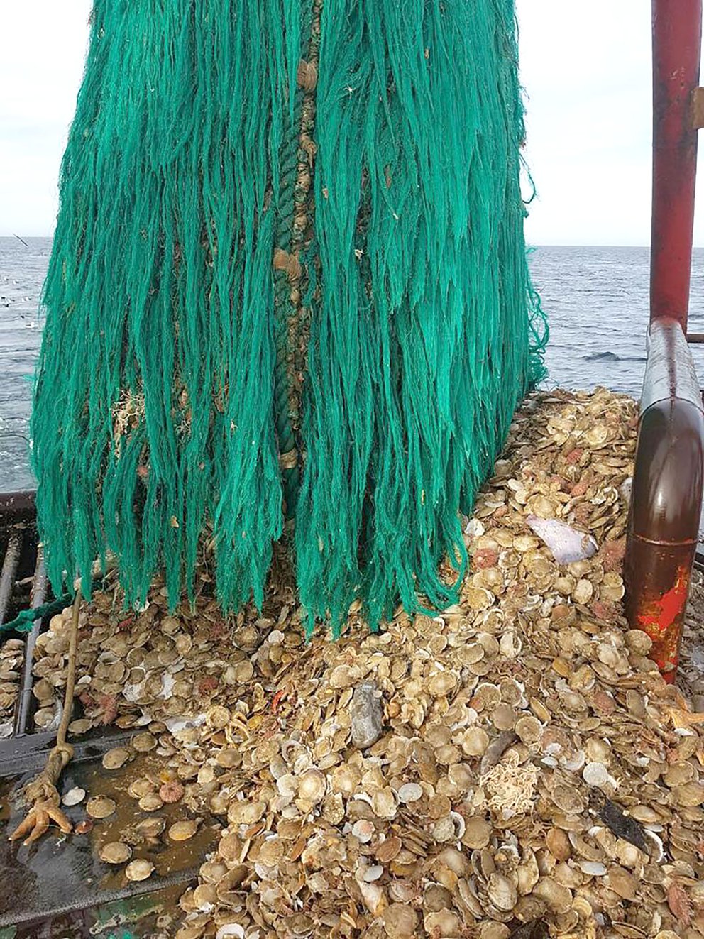 Entró en vigencia el Parte de Pesca Electrónico para la vieira patagónica