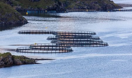 Crean el Sistema Nacional de Estad铆sticas Acu铆colas