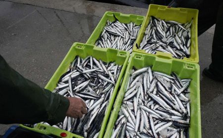 Conserveros de España se quejan por la escasa y mala calidad de la anchoÃta