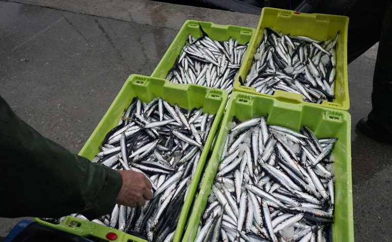 Conserveros de España se quejan por la escasa y mala calidad de la anchoíta