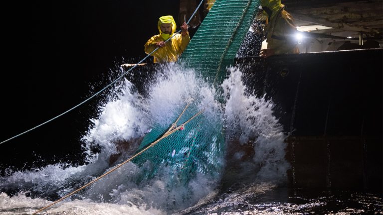 Langostino. El INIDEP present贸 resultados de evaluaci贸n en el Golfo San Mat铆as