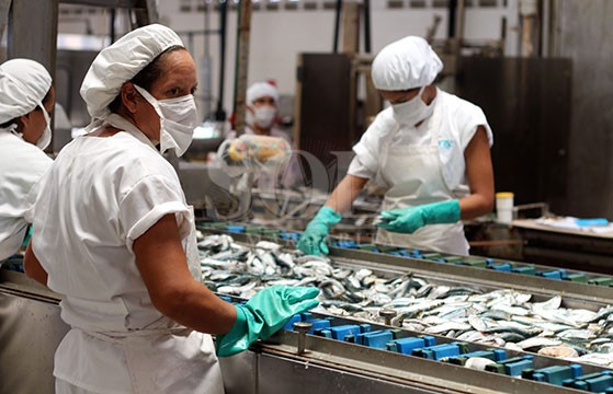 Anchoíta stock sur, menor esfuerzo pesquero complica conserveras de Mar del Plata
