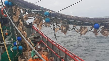 Langostino. Comenz贸 la prospecci贸n en la sub谩rea 7