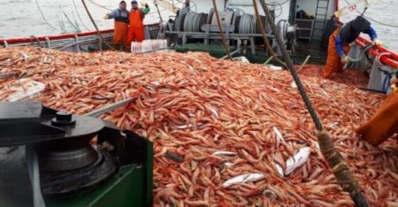 Langostino. Verifican estado del recurso al oeste de la sub谩rea 12, cierran la sub谩rea 13