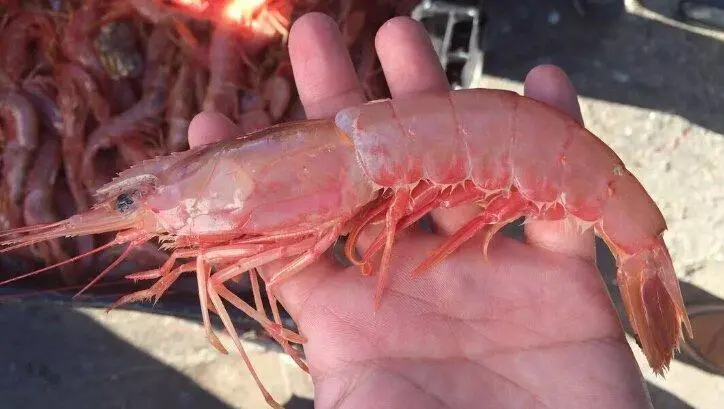 Langostino. Se prospecta la subárea 4