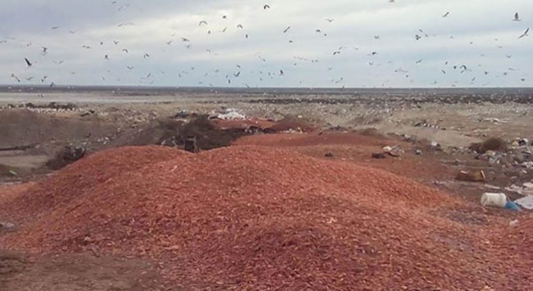 Cáscara y vísceras. No todo es desperdicio
