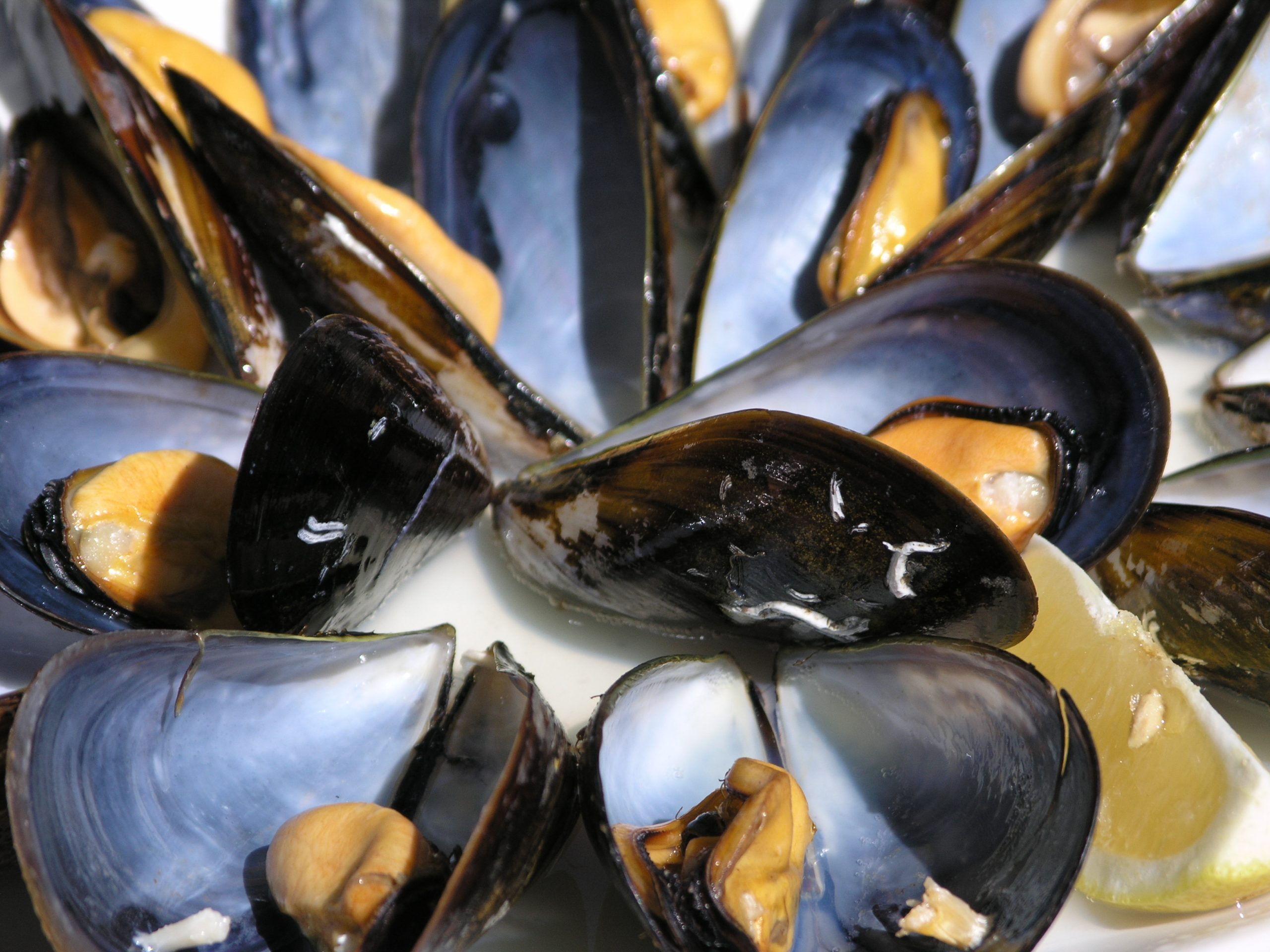 Desde Pesca, impulsan la Acuicultura y Maricultura como actividades con fuertes potenciales de crecimiento