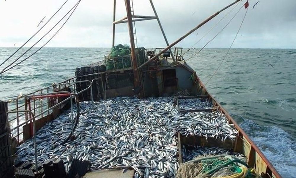 Merluza. Zona Común de Pesca, medidas para invierno