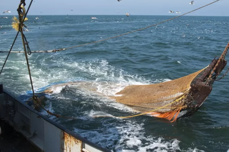 Aumento de descargas de pescados y mariscos - Pescare