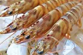 Camarón de cultivo. Panorama mundial