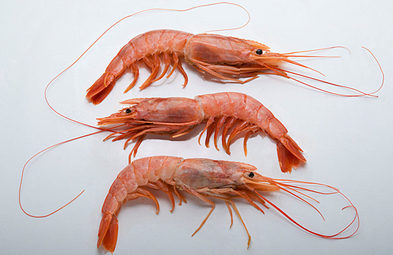 Langostino. Se rehabilitó la Subárea 7 a la pesca comercial del marisco