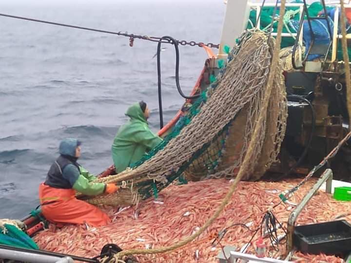 Quedó oficialmente abierta la temporada de langostino 2024 en aguas nacionales dentro de la ZVPJM