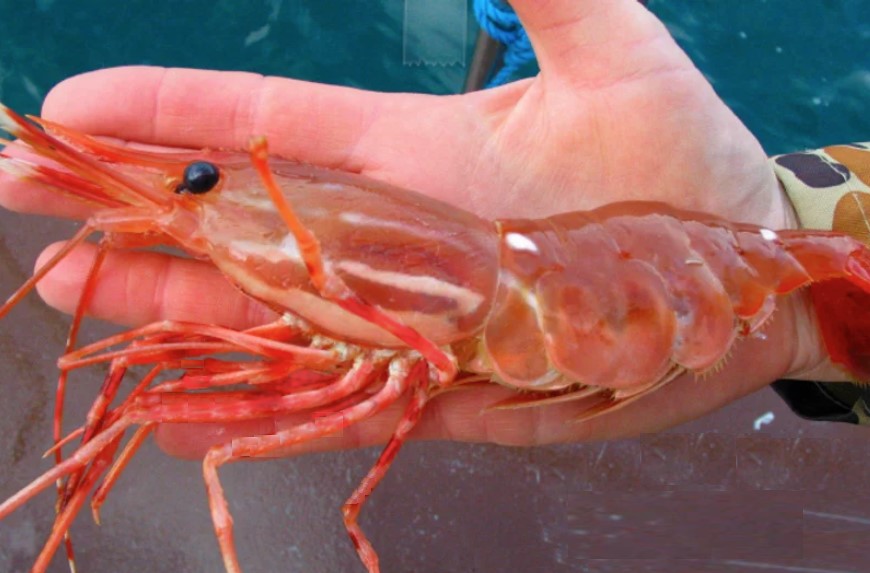 Langostino. A mitad de zafra, en Julio se aceleraron las descargas