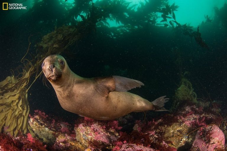 Foro de Conservaci贸n del Mar Argentino y 脕reas Marinas Protegidas
