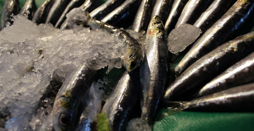 Anchoíta, las primeras capturas en torno a 40/42 piezas por kilo, hoy mejoró sustancialmente