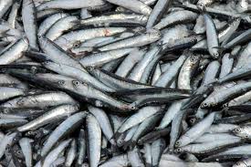Anchoíta, en el muelle compradores se quejan por tamaño