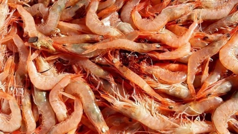 Langostino. Qued贸 abierta a la pesca comercial la sub谩rea 12