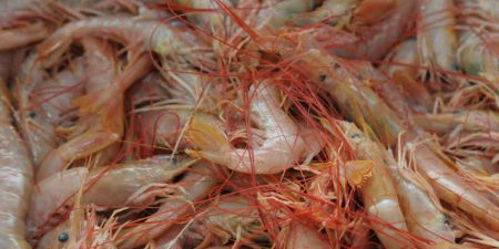 Langostino. Las subáreas 10 y 11 quedaron cerradas por bajos rendimientos y presencia de juveniles, abrieron la subárea 6