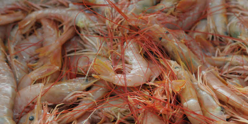 Langostino. Las subáreas 10 y 11 quedaron cerradas por bajos rendimientos y presencia de juveniles, abrieron la subárea 6