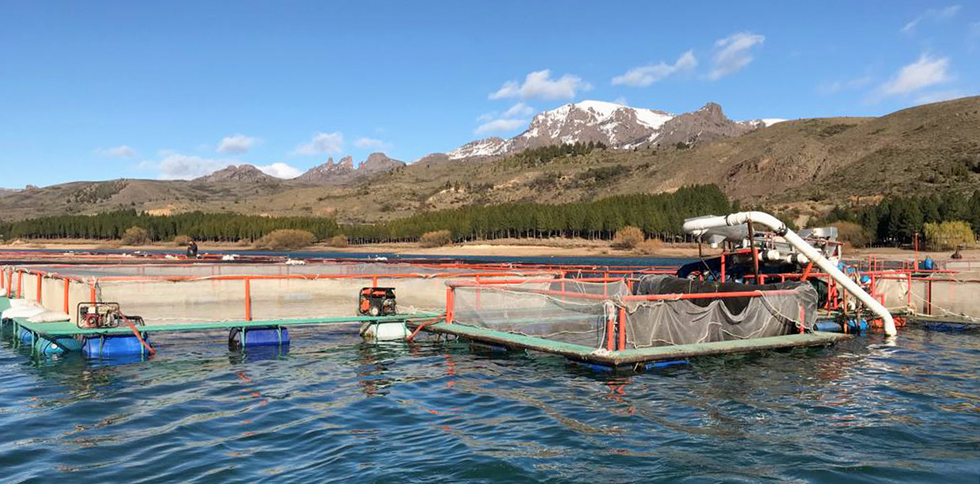 Habilitaron el ingreso de la trucha arcoíris de cultivo al mercado brasileño