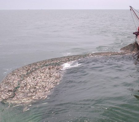 Trazabilidad. Exigencias para algunos