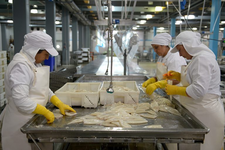 Entra en vigencia nueva medida para el Calamar Illex